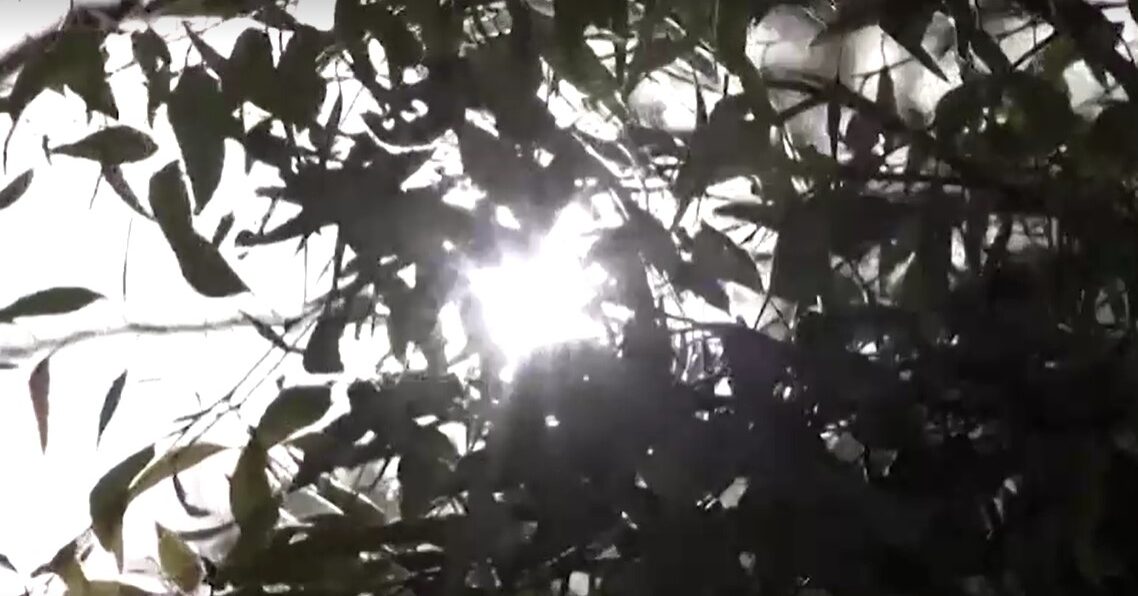 sunlight through tree's leaves