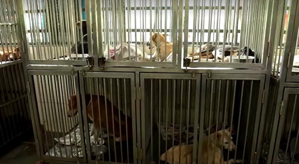 stray dogs in shelter in India