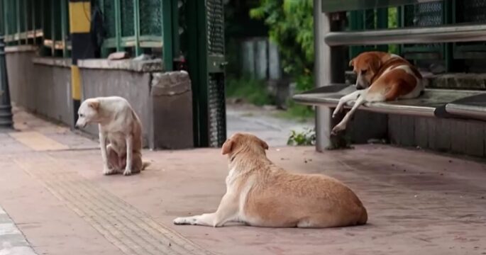 stray dogs on footpath in India