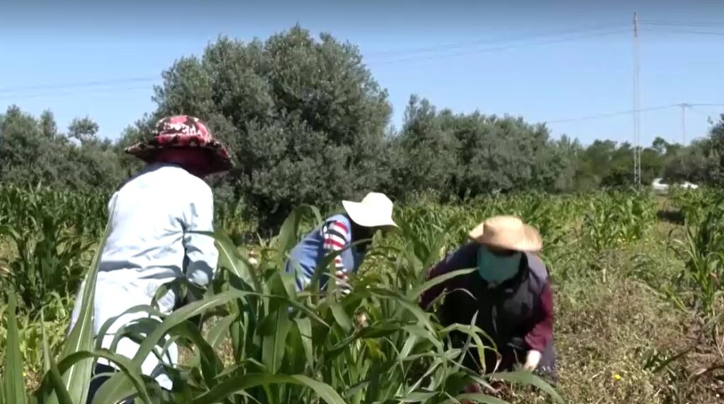 face and head covered workers working in farm