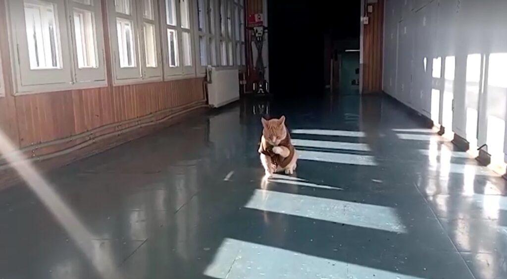 Police cat 'Naruto' joins Chilean police force as mascot