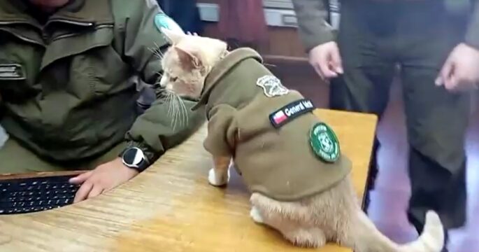 Police cat 'Naruto' joins Chilean police force as mascot