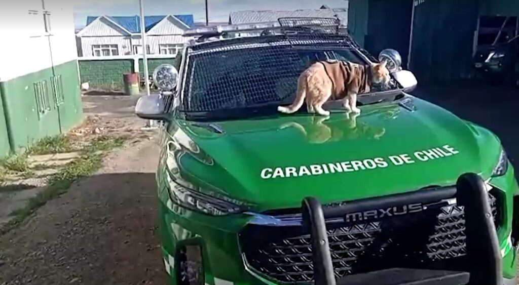 Police cat 'Naruto' joins Chilean police force as mascot