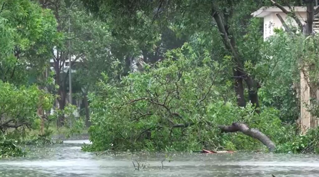 fallen tree from typhoon in Nghe An, Vietnam
