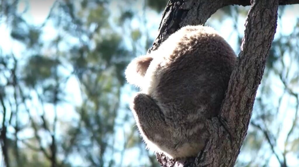 Koala sleeping