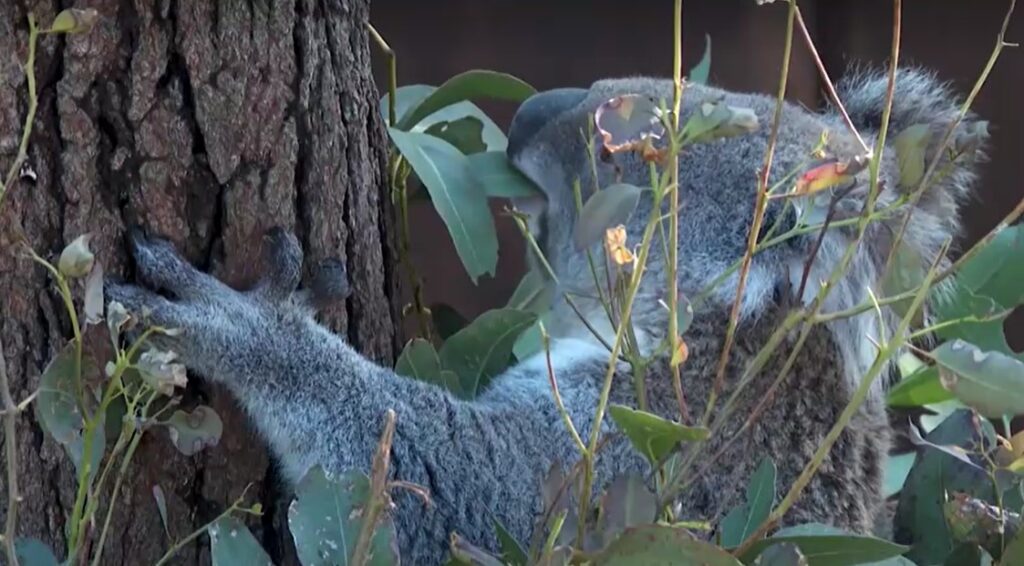 Koala eating