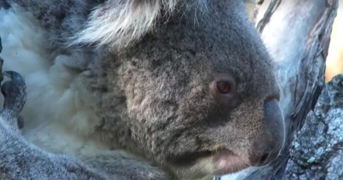 Koala looking to the right
