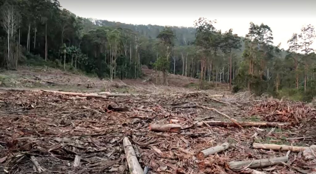 Deforestation