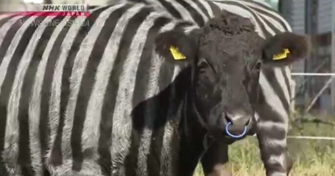 Japanese team wins Ig Nobel Prize for using zebra-like stripes to protect cows